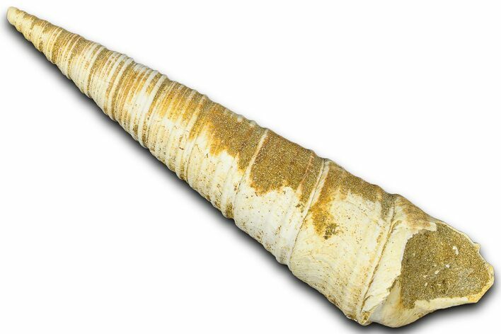 Miocene Fossil Sea Snail (Protoma) Shell - France #365557